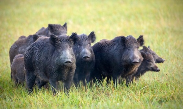 Os porcos selvagens